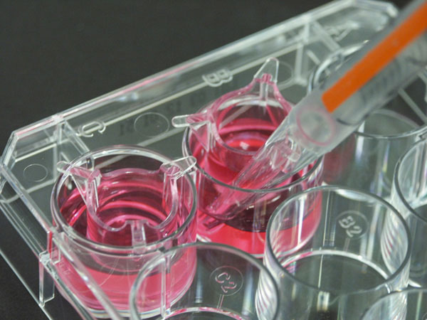 Cell culture inserts Thincert™ Greiner Bio-One